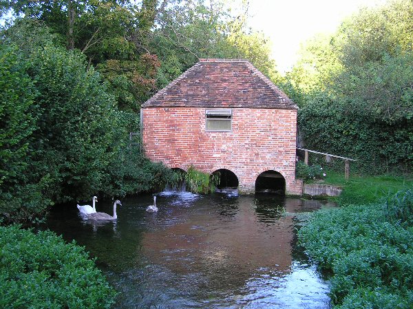 Swan Family at Eel House