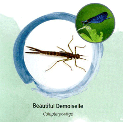 Demoiselle