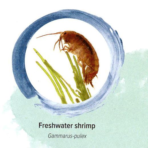 Freshwater Shrimp