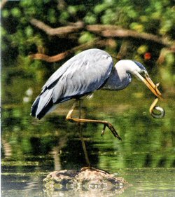 Heron with eel