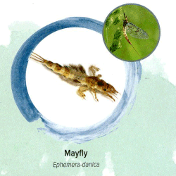 Mayfly